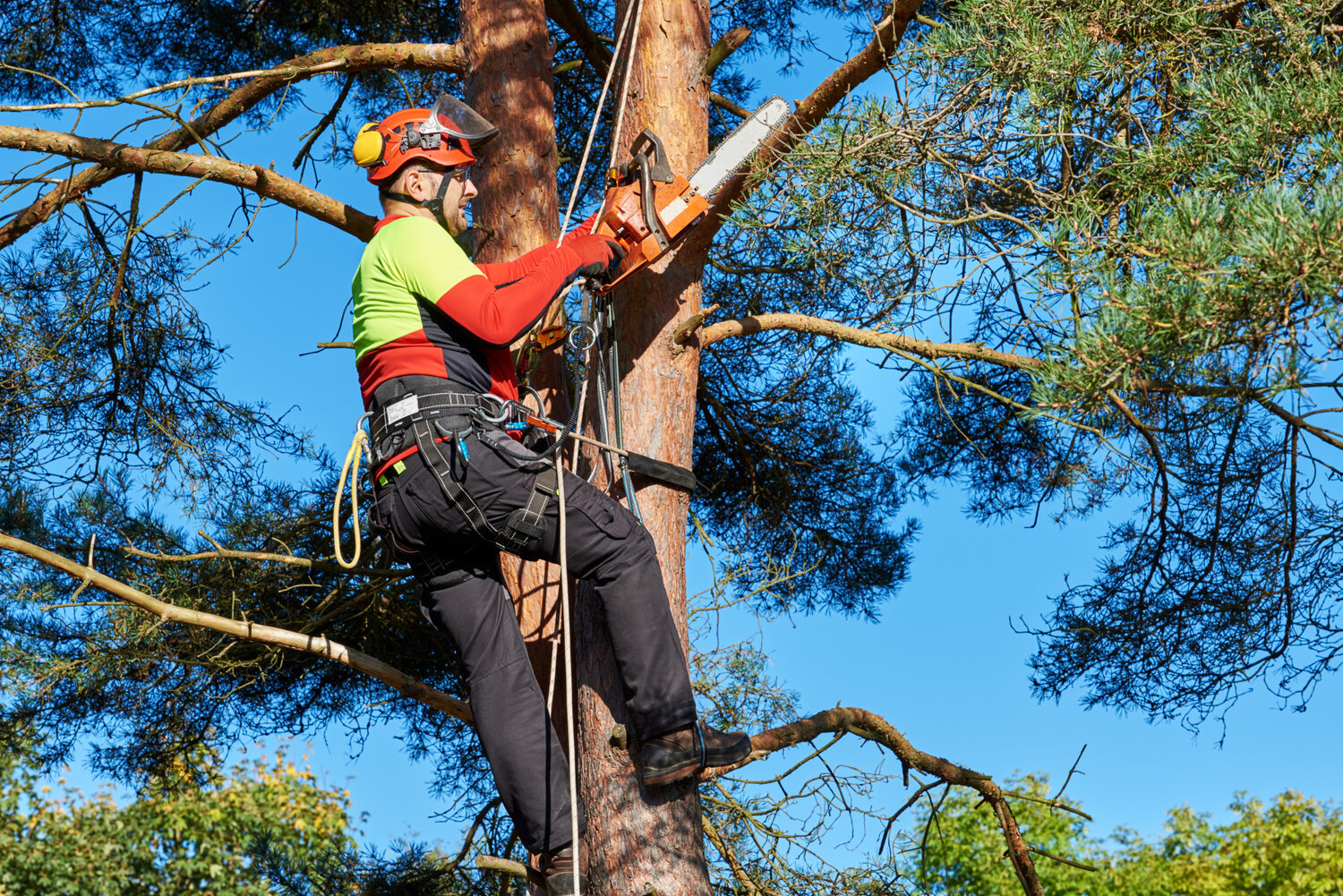 Arborist bei der Arbeit Baumkletterer mit Säge und Klettergurt, Holzfäller bei der Arbeit