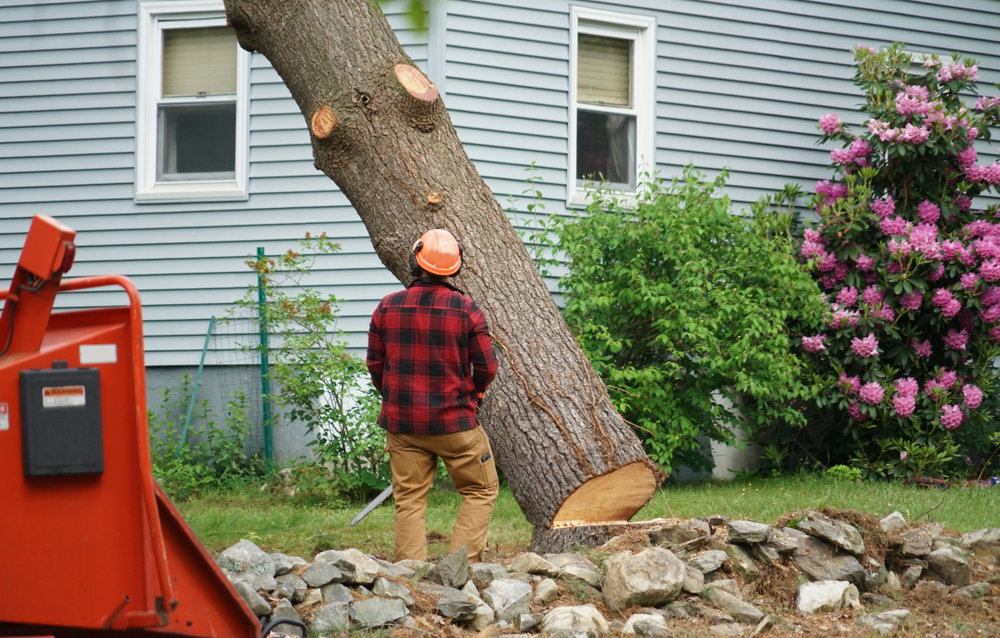 tree-removal-service tree-removal-service